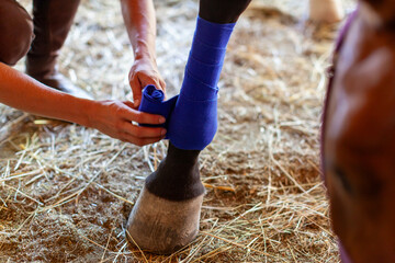 Female Farmer Hands Bandage an Injured Horse Leg Close Up