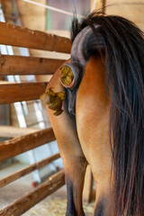 Horse Producing Dung on a Farm - Fertilizer in Agriculture