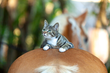 Domestic Curious Cat Riding - Resting on a Horse's Back on a Farm