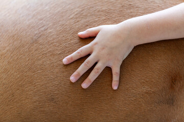 Child Hand on Horse Fur - Equine Assisted Therapy Concept
