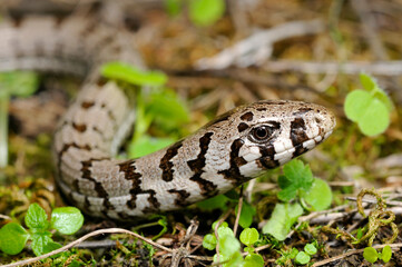 Scheltopusik im Jugendkleid // juvenile European glass lizard, Sheltopusik (Pseudopus apodus) - Peloponnes, Griechenland