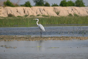 A grey heron bird is seen in the shallow waters of a lake and is looking away
