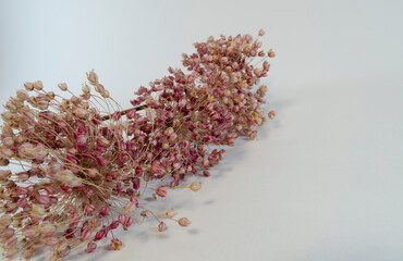 Fiori secchi