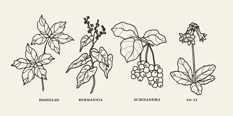 Line art Chinese herbs. Jiaogulan, rehmannia, schisandra, fo-ti - obrazy, fototapety, plakaty