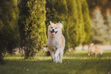 an Akita breed dog. The dog is in the park. Akita inu in nature.