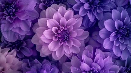 Obraz premium Ultra Violet and Blooming Dahlia background