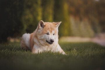 an Akita breed dog. The dog is in the park. Akita inu in nature.