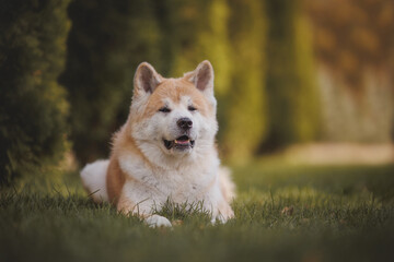 Naklejka na ściany i meble an Akita breed dog. The dog is in the park. Akita inu in nature.