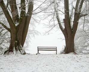 a bench on the edge of hill between two big trees in a winter snow forest