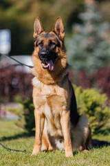 german shepherd portrait in spring in the park	
