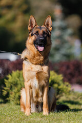 german shepherd portrait in spring in the park	
