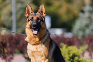 german shepherd portrait in spring in the park	

