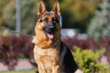 german shepherd portrait in spring in the park	
