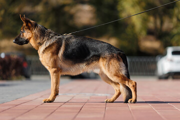 german shepherd portrait in spring in the park	
