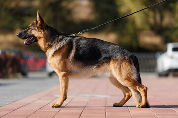 german shepherd portrait in spring in the park	
