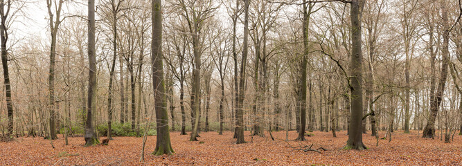 daylight landscape image of a wood in winter. Leaves have fallen from the trees but are still on the floor.