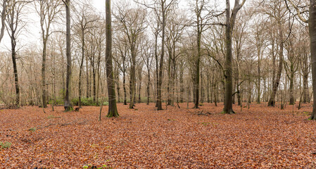 daylight landscape image of a wood in winter. Leaves have fallen from the trees but are still on the floor.