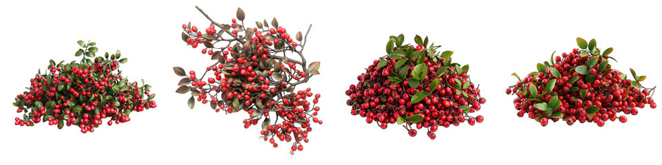 Cotoneaster   Flower Pile Of Heap Of Piled Up Together Hyperrealistic Highly Detailed Isolated On Transparent Background Png File - obrazy, fototapety, plakaty