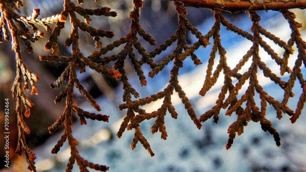 Sticker snow on branch