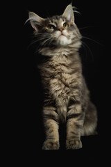 Close-up Portrait of Adorable Maine Coon Cat Stare up Isolated on Black Background, Front view