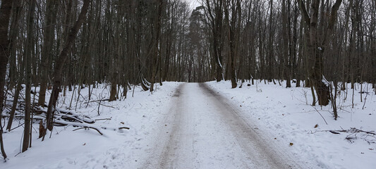 Winter forest path