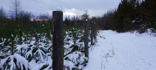 A fence with trees and path