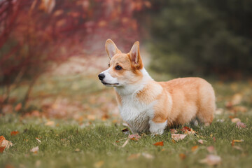 A Welsh Corgi Cardigan puppy in the park. Portrait of a smiling dog Welsh Corgi Pembroke