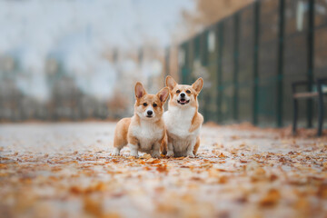 A Welsh Corgi Cardigan puppy in the park. Portrait of a smiling dog Welsh Corgi Pembroke