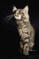 Close-up Portrait of Adorable Maine Coon Cat Stare up Isolated on Black Background, Front view
