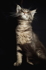 Obraz premium Close-up Portrait of Adorable Maine Coon Cat Stare up Isolated on Black Background, Front view