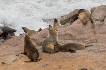 Fototapeta premium A Cape fur seal pup, in one of the largest colonies of its kind, nurses along the Skeleton Coast of Namibia.