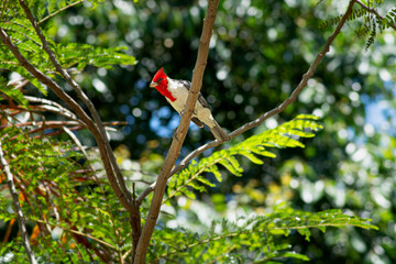 bird on a branch - Cardenal Copete Rojo