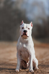 Obraz premium american staffordshire terrier in the park autumn