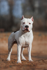 american staffordshire terrier in the park	autumn