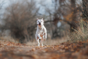 american staffordshire terrier in the park	autumn
