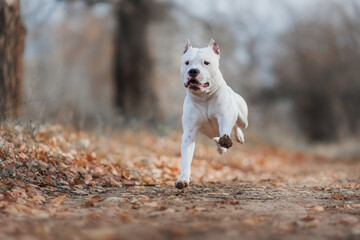 american staffordshire terrier in the park	autumn
