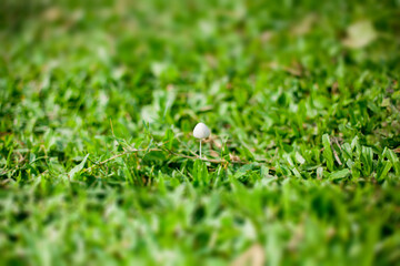 A delicate mushroom appears amidst a field of dense green grass, highlighting the beauty of natural flora in daylight.