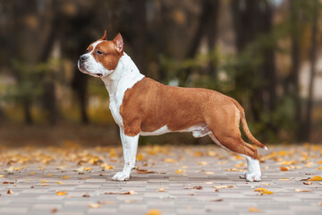 american staffordshire terrier in the park autumn