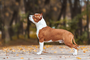 american staffordshire terrier in the park autumn