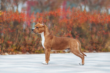 american staffordshire terrier in the park autumn