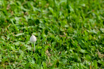 A delicate mushroom appears amidst a field of dense green grass, highlighting the beauty of natural flora in daylight.