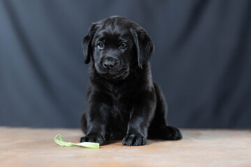 a Labrador retriever puppy