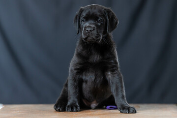 a Labrador retriever puppy