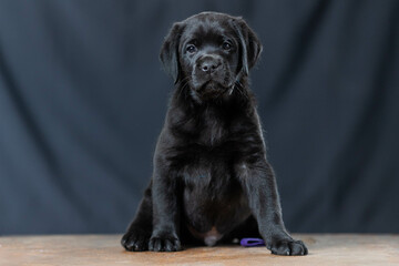 a Labrador retriever puppy