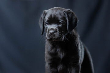 a Labrador retriever puppy