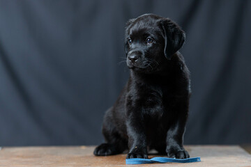 a Labrador retriever puppy