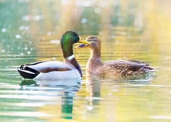 Obraz premium Pair of Mallard Ducks Resting in an Autumn Pond