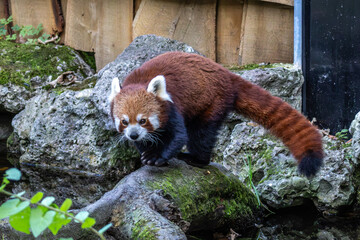 The red panda, Ailurus fulgens, also called the lesser panda.
