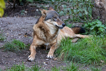 European Grey Wolf, Canis lupus in a german park