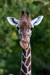 Obraz premium The giraffe, Giraffa camelopardalis is an African mammal